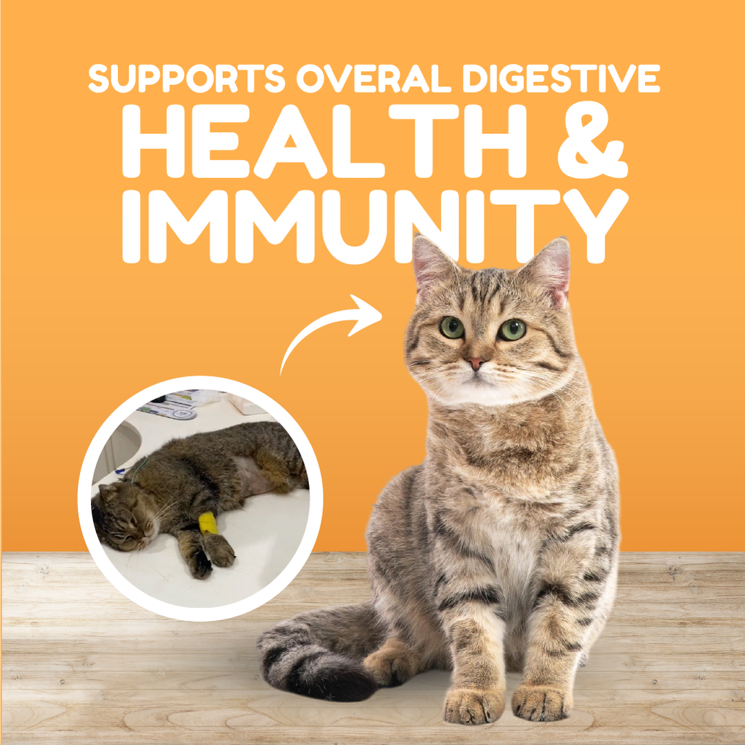 Catty Munchies - Functional Series