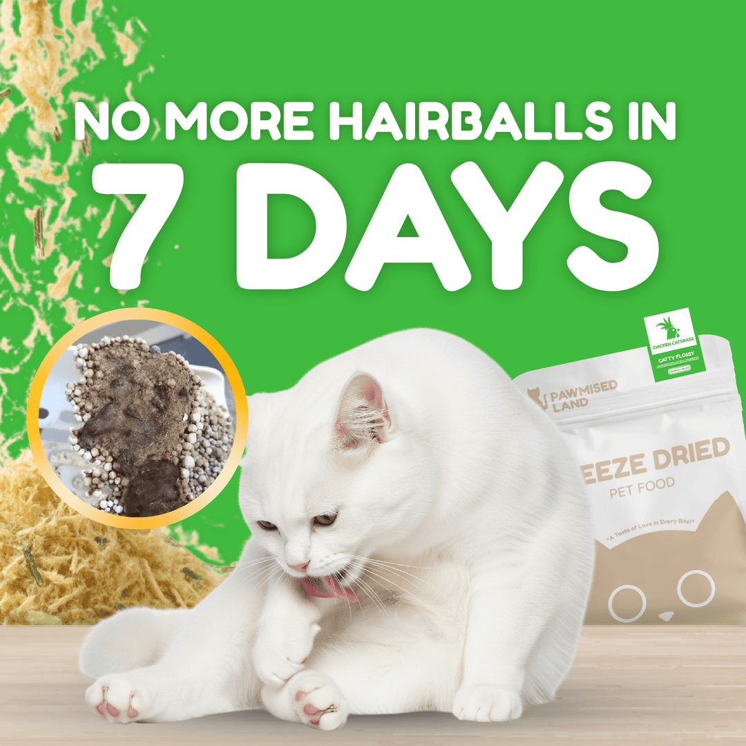 Catty Flossy - Functional Freeze-Dried Kibbles Topper