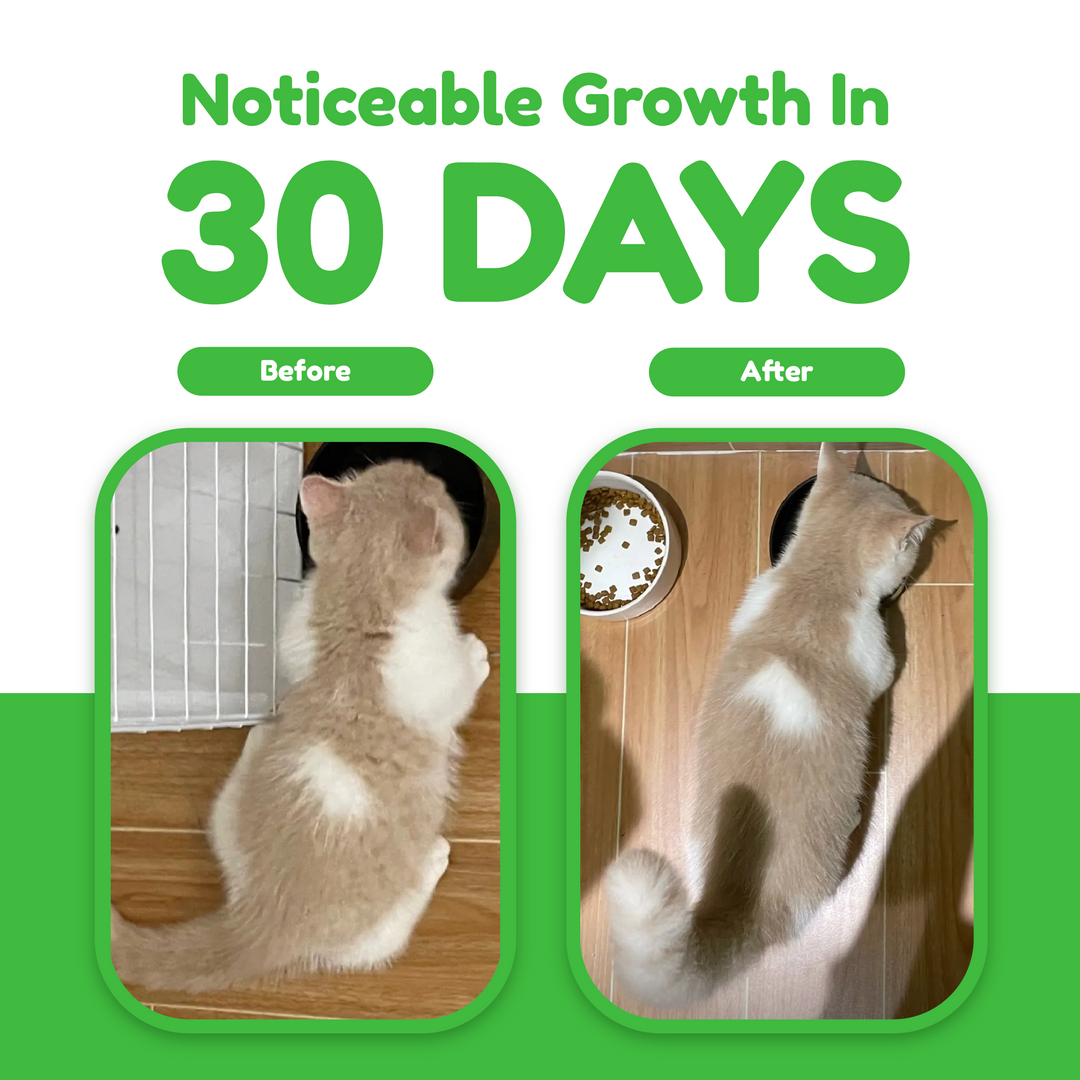 Catty Flossy - Functional Freeze-Dried Kibbles Topper