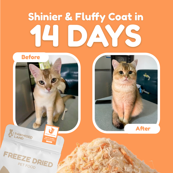 Catty Flossy - Functional Freeze-Dried Kibbles Topper