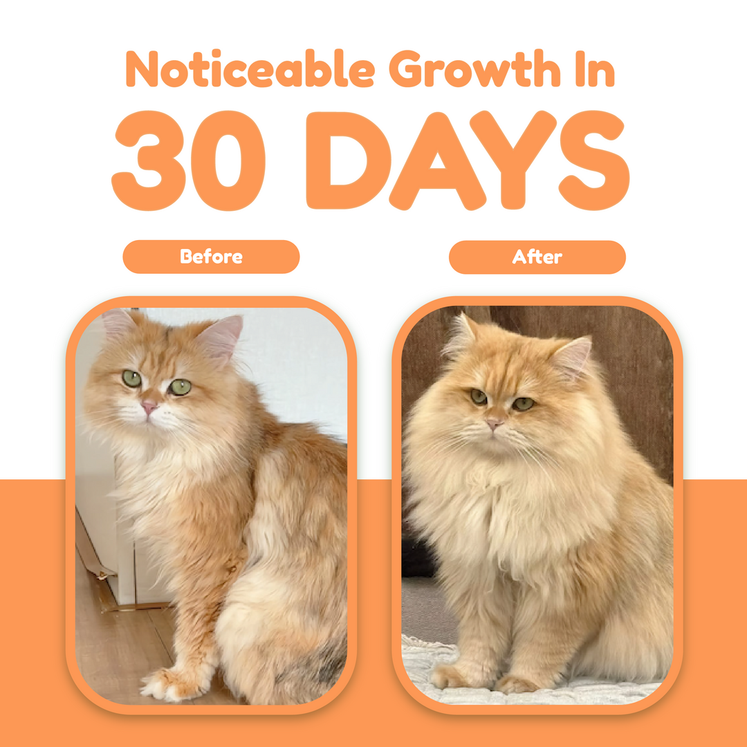 Catty Flossy - Functional Freeze-Dried Kibbles Topper