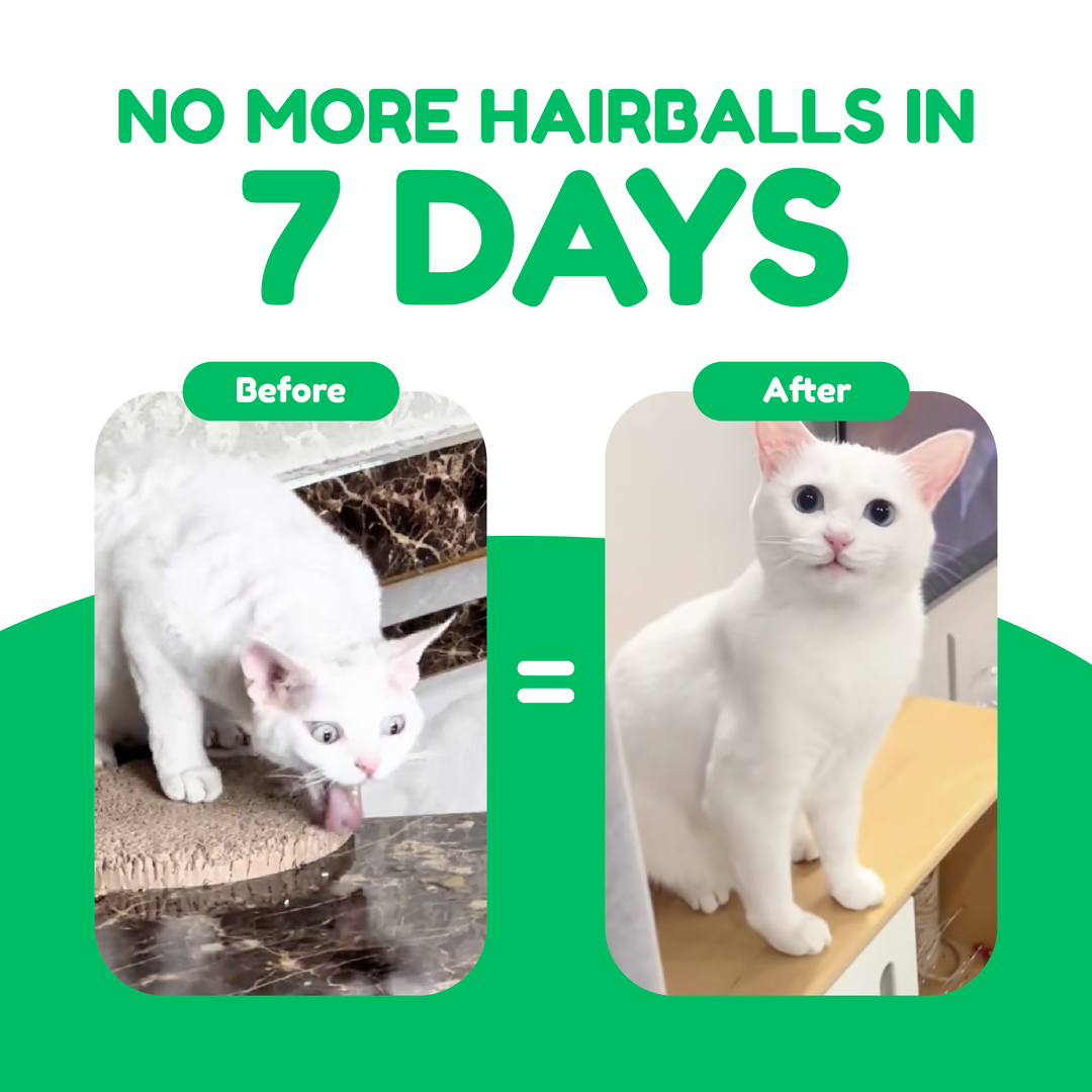 Catty Munchies - Functional Series