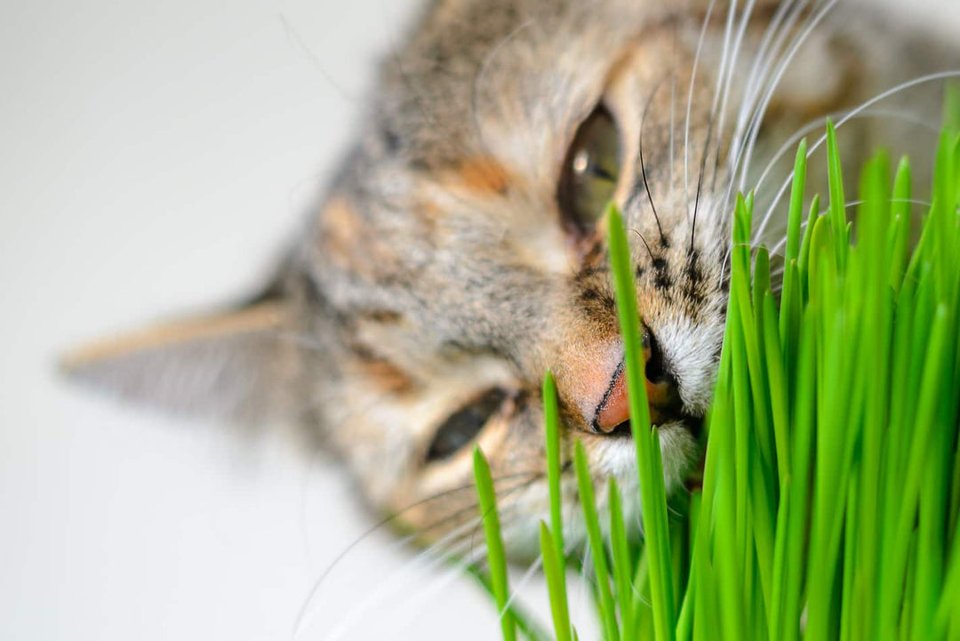 Why Cats Need Cat Grass: A Healthy Addition to Your Feline's Life