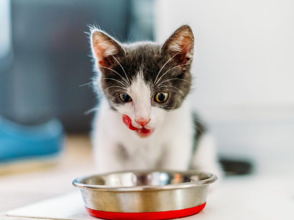 The Power of Lactoferrin: How It Boosts Your Cat’s Immune System