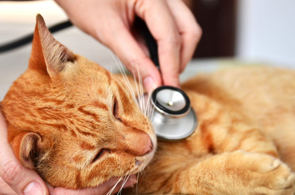 7 Symptoms That Your Cat May Be Unwell