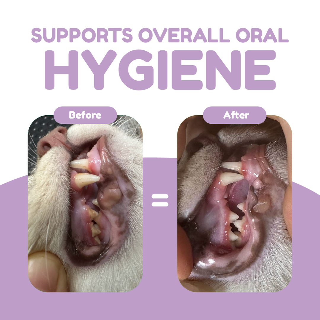 Catty Munchies - Functional Series