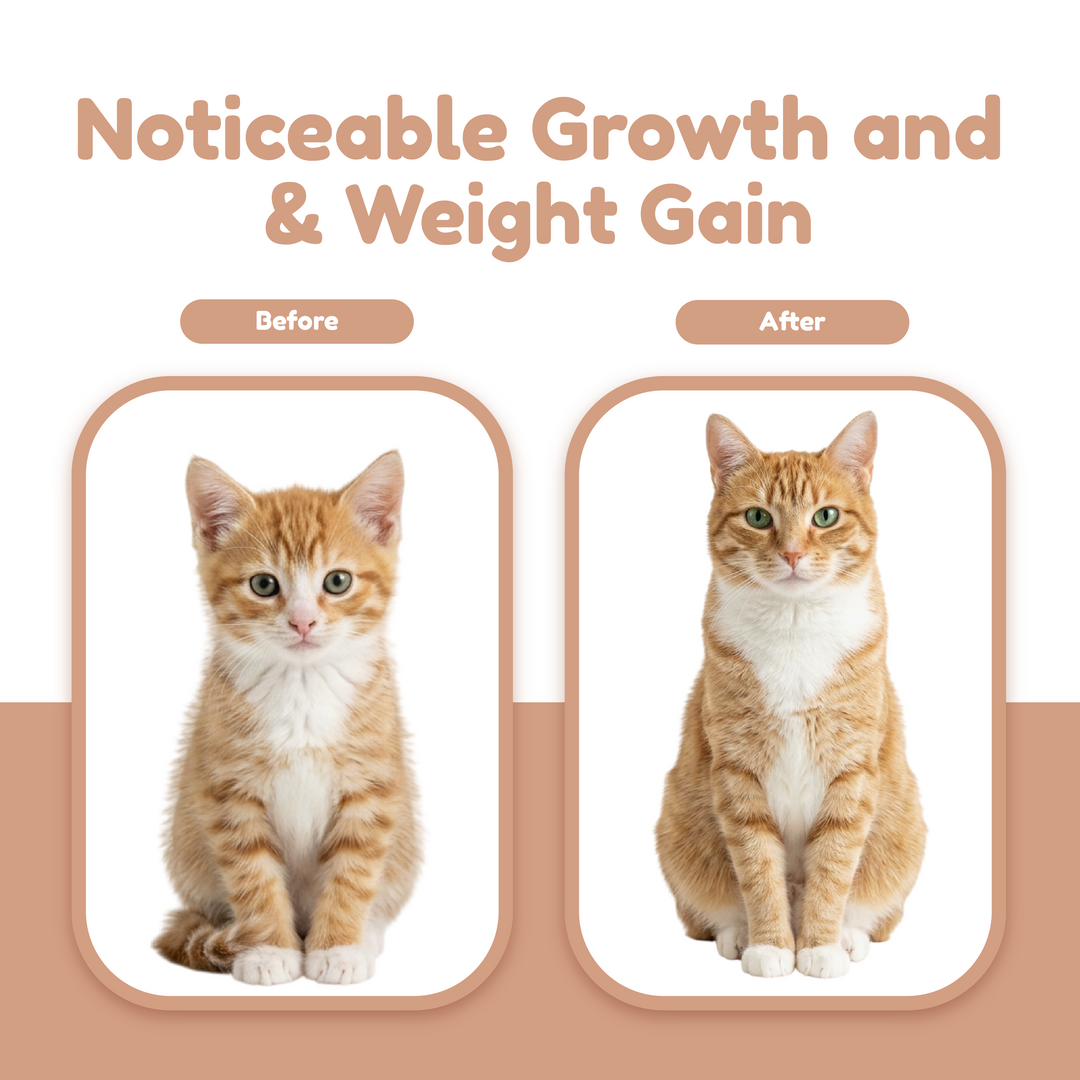 Catty Flossy - Functional Freeze-Dried Kibbles Topper