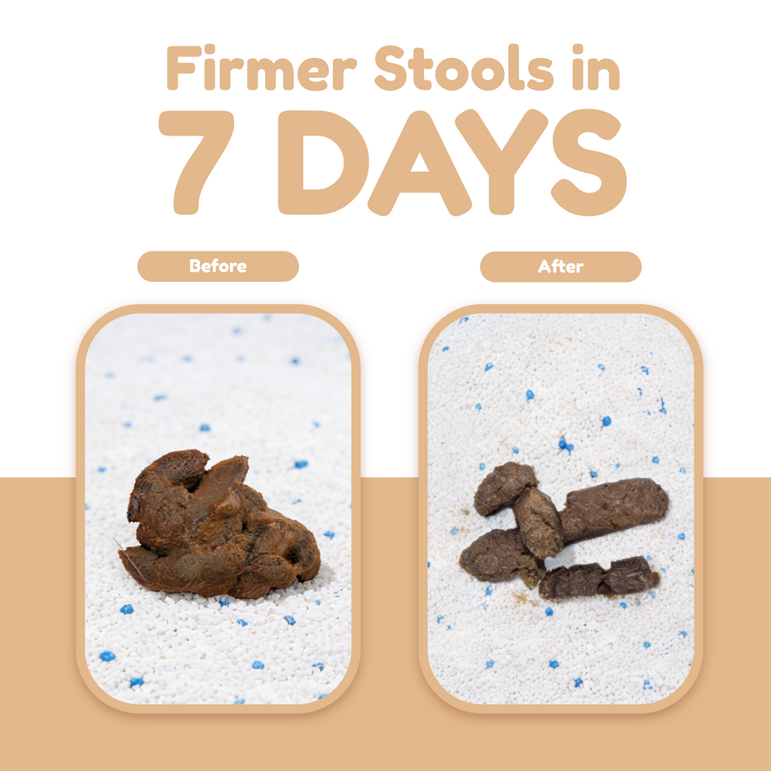 Catty Flossy - Functional Freeze-Dried Kibbles Topper
