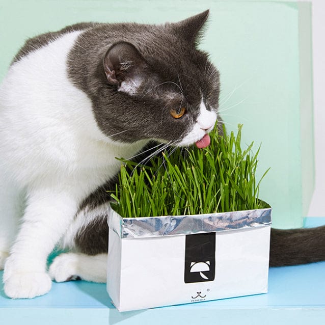 PawmisedLand Digestive Cat Grass Kit